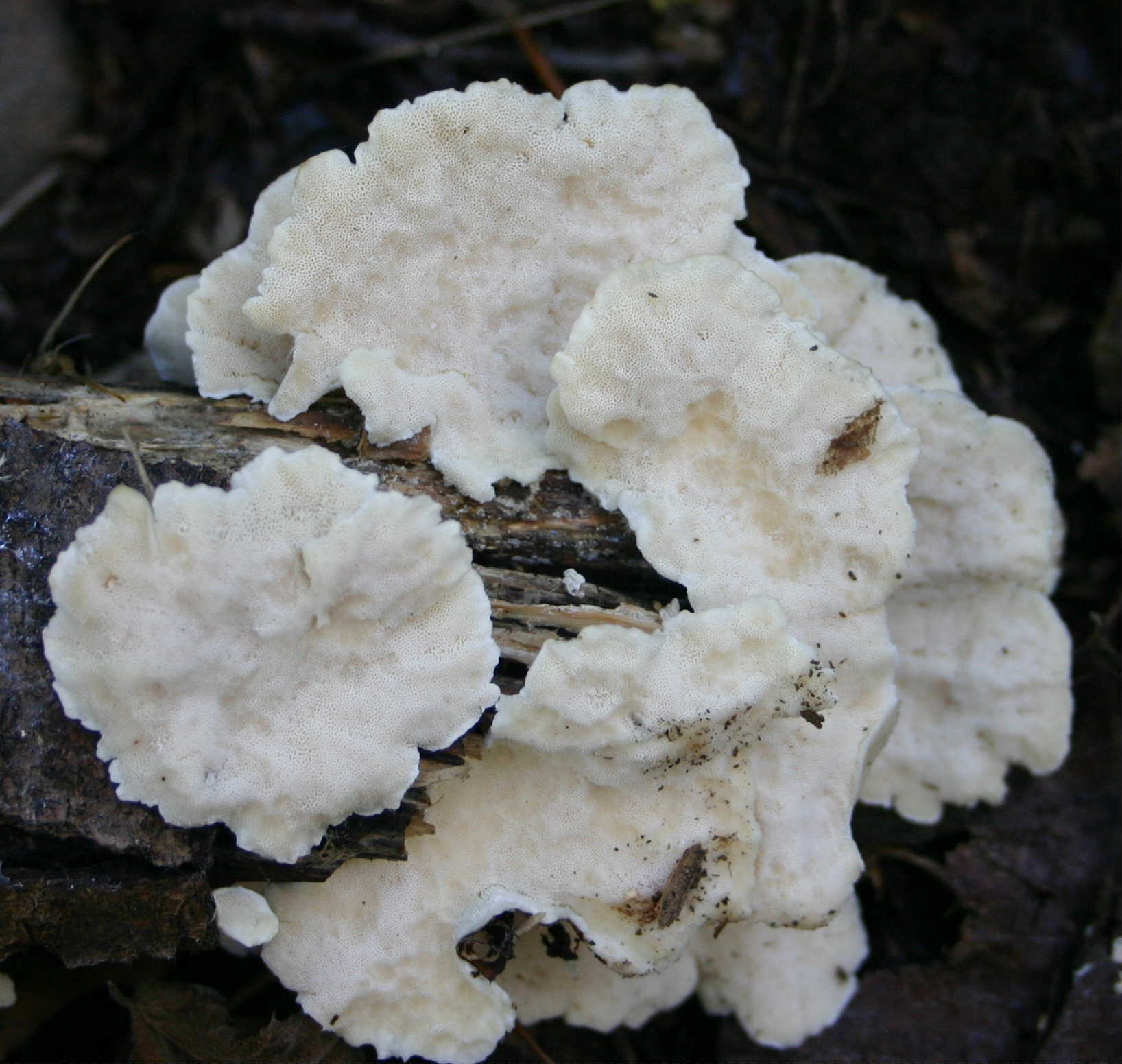 da determinare1 (Trametes pubescens)
